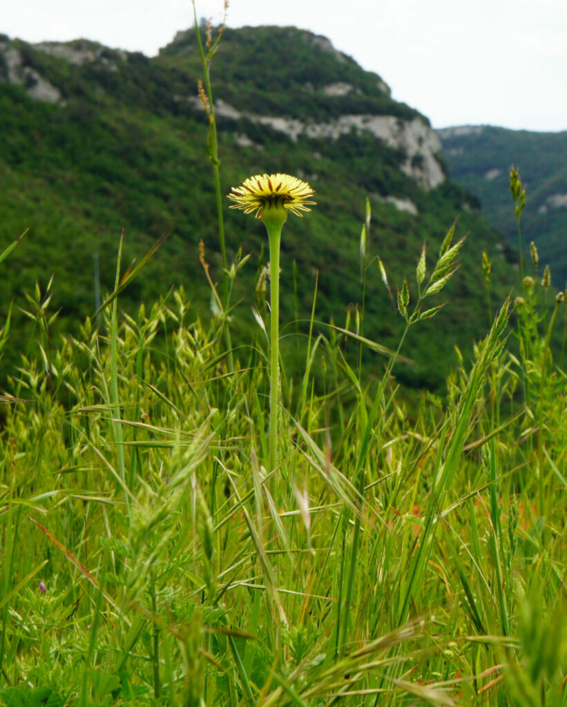 agriturismo zenestrin finale ligure