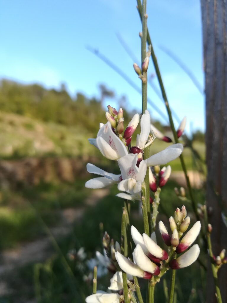 agriturismo zenestrin finale ligure