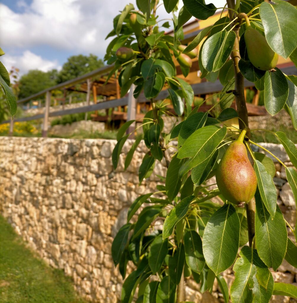 agriturismo zenestrin finale ligure